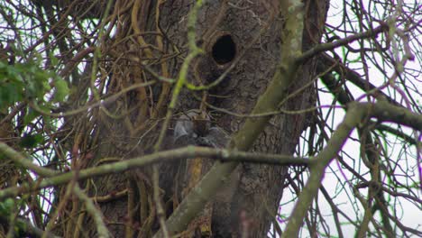 Gray-Squirrel-sitting-on-branching-holding-it's-tail-then-begins-to-groom-it