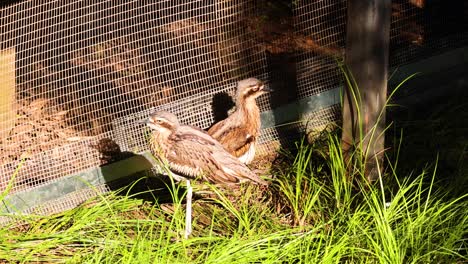 bush stone-curlews exploring their zoo habitat