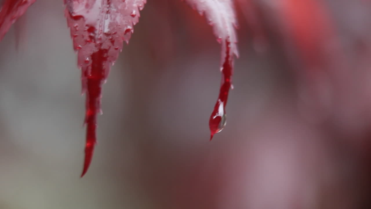 gotas de agua caen de las hojas rojas de una planta