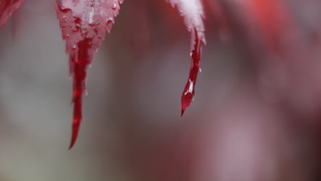 drops of water fall from the red leaves of a plant