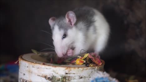 Small-hamster-is-eating-vegetable-seeds-from-a-round-wooden-bowl