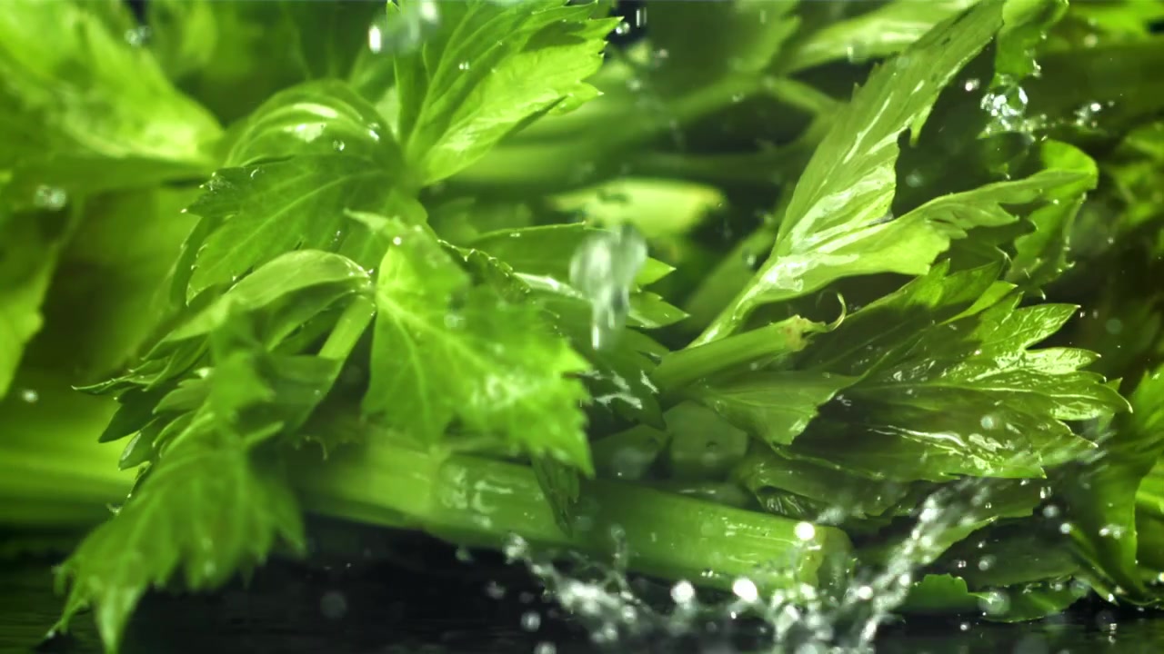 Schizzi d'acqua su sedano fresco e verde al rallentatore