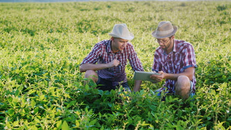 dos jóvenes agricultores trabajan en el campo y estudian los brotes de las plantas 1