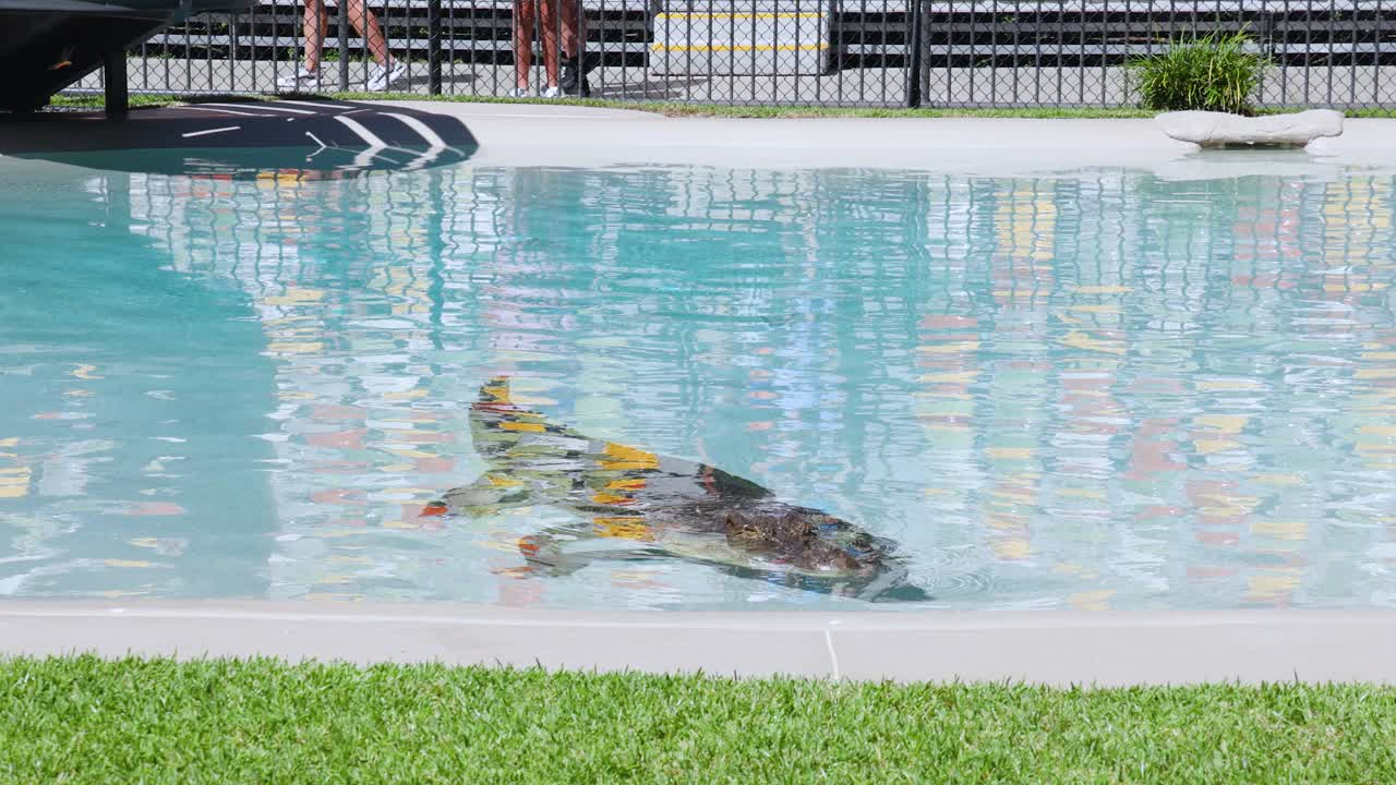 En stor saltvandskrokodille svømmer langsomt under vandet i en klar pool i skarpt dagslys.