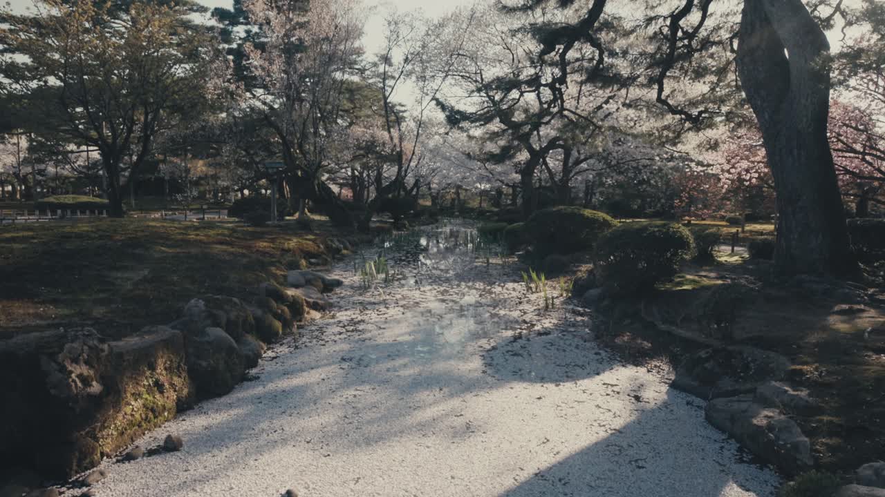 un camino bordeado de pinos y sakura en el jardín kenroku-en en kanazawa, japón