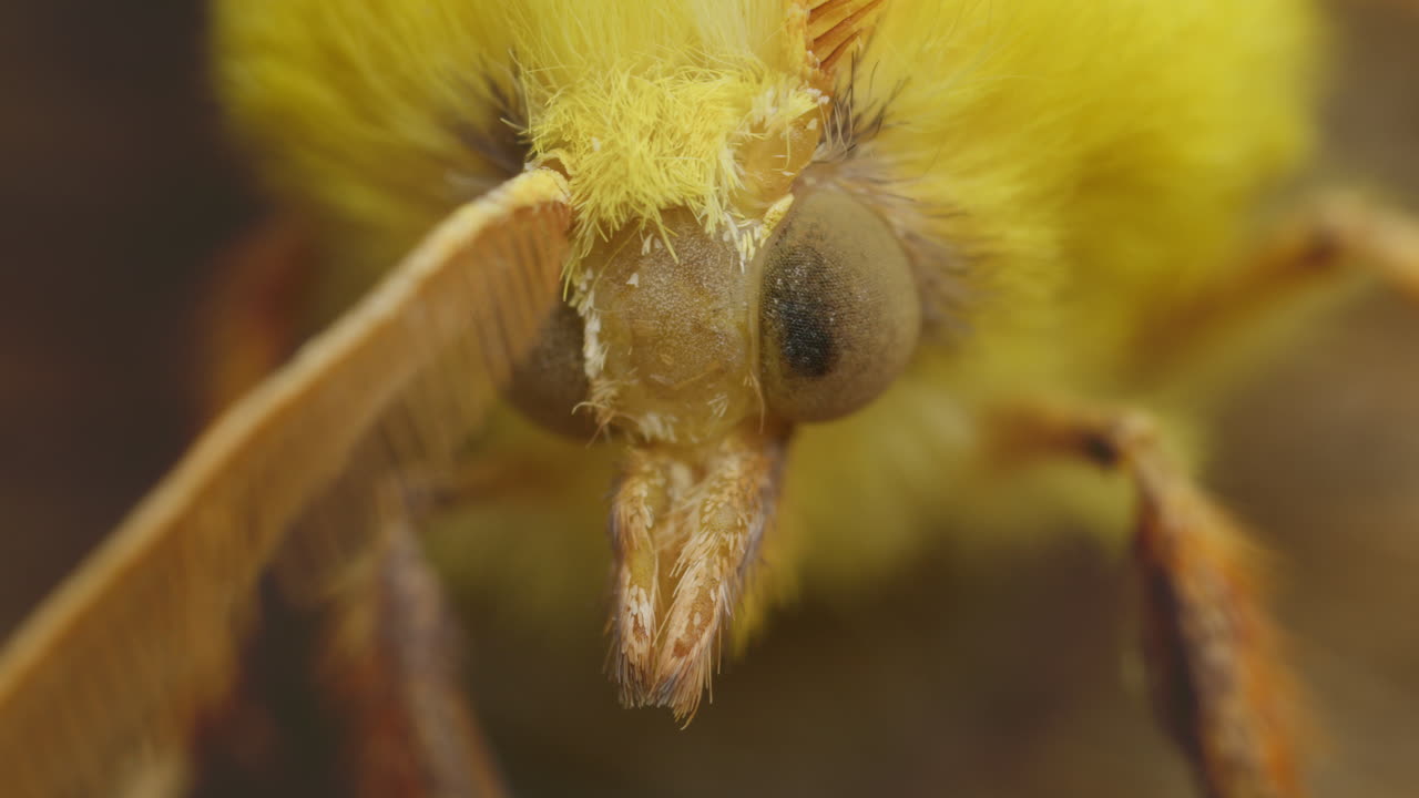 Close-up macro compound eyes of Canary-shouldered Thorn moth