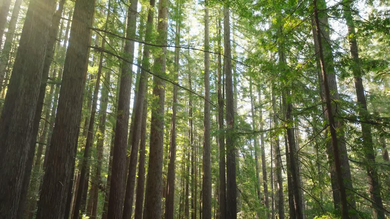 Peaceful redwood forest scenery in California, sunlit, tranquil, serene
