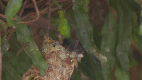 Kolibri-Mutter-Oder--Papa-Füttern-Ihr-Junges-Küken-Im-Nest-In-Zeitlupe,-Während-Blätter-Fliegen