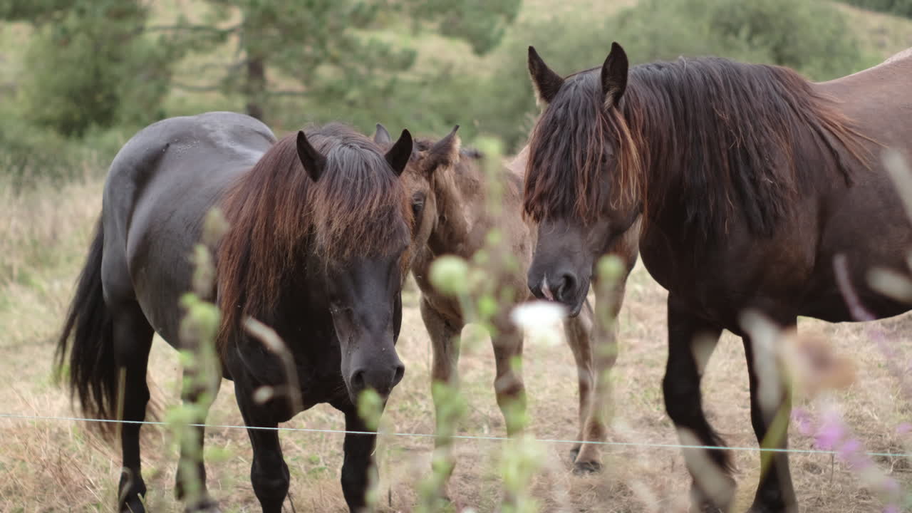 un rebaño de caballos en el pasto del campo, compartiendo una comida pacífica