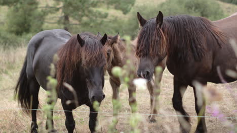 Una-Manada-De-Caballos-En-Los-Pastos-Del-Campo,-Compartiendo-Una-Comida-Tranquila