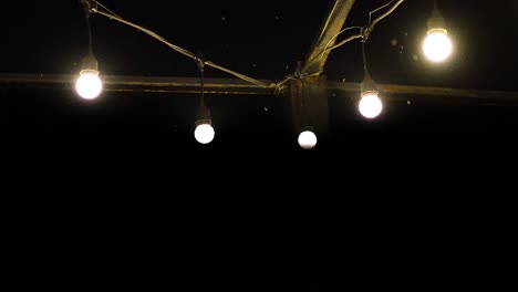 insects attracted to light bulbs at night