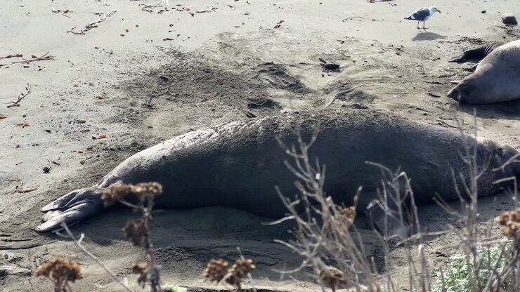 Handheld wide panning shot of a mother and nursing pup at the Piedras Blancas Northern Elephant Seal Rookery in San Simeon, California. 4K