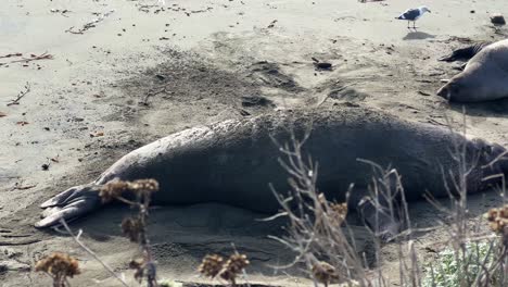 handheld wide panning shot of a mother and nursing pup at the piedras blancas northern elephant seal rookery in san simeon, california. 4k