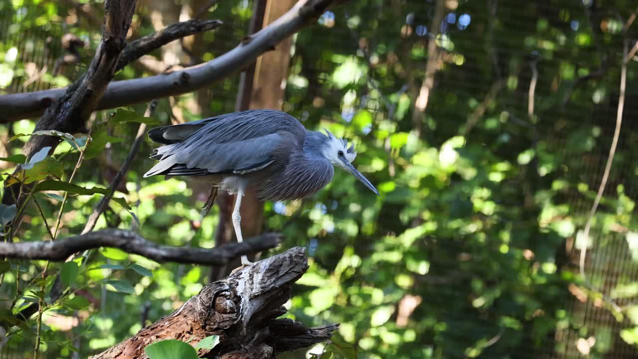 la garza se alza en una rama en la vegetación exuberante