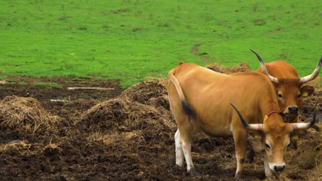 two brown cows standing in a green field in coles, galicia, spain, surrounded by grass and nature