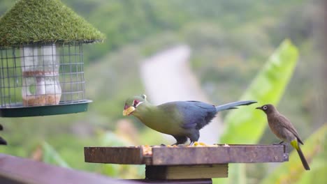 knysna loerie desayunando en el desierto, sudáfrica