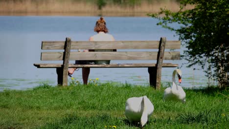 schwan am see beim fressen