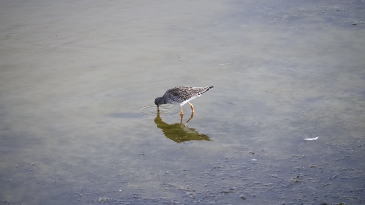 Adult Wood Sandpiper poking into water foraging for insects in shallow lake