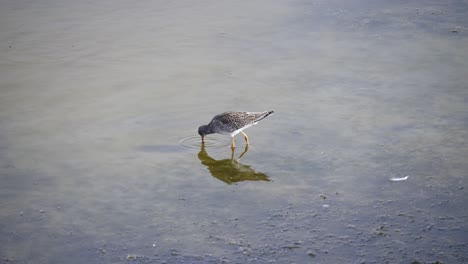 Erwachsener-Bruchwasserläufer,-Der-Ins-Wasser-Stochert,-Um-Insekten-Im-Seichten-See-Zu-Suchen