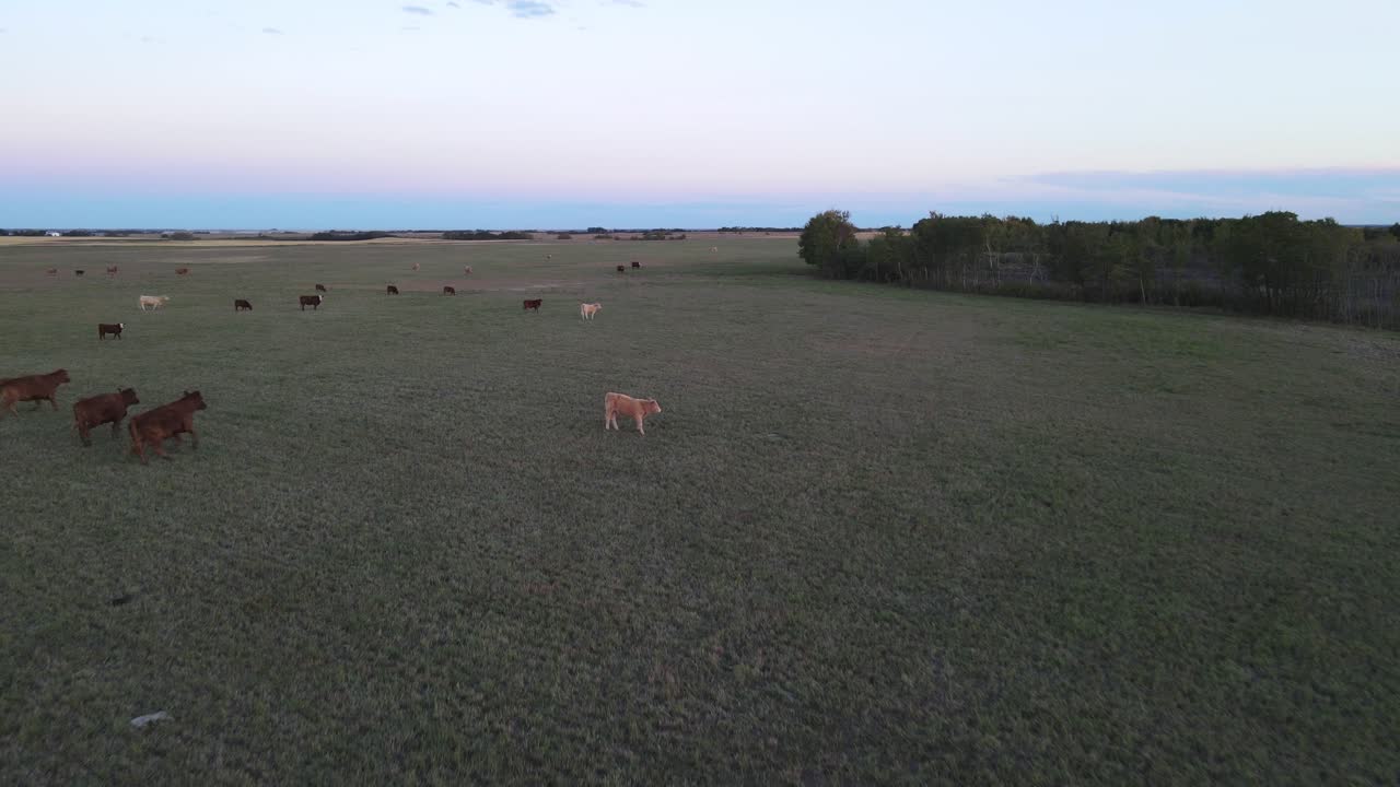 Mandria di mucche che corrono su un campo verso una fattoria nell'Alberta centrale al tramonto con un cielo colorato