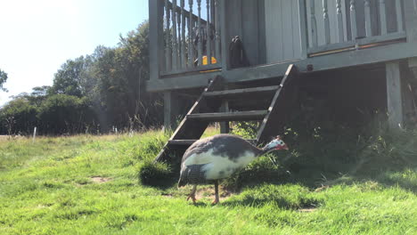 turkey in a green field on a bright sunny day in autumn