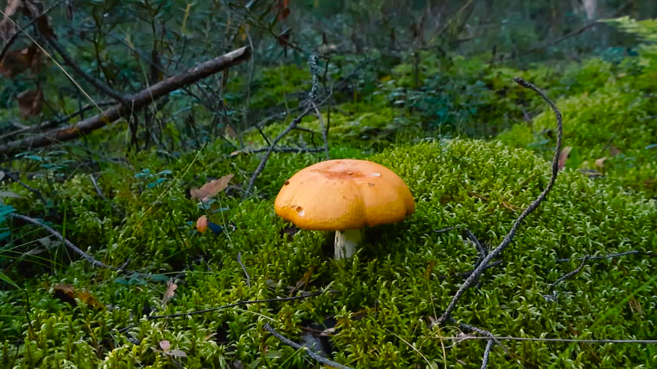 Close up of a single russula claroflava mushroom, also known as the common yellow russula, growing among lush green moss and twigs on the forest floor during a sunny day in autumn