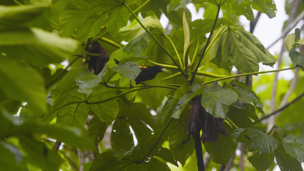 Yellow-rumped cacique hunts for insects in the canopy foliage of Peru’s lush Amazon rainforest.