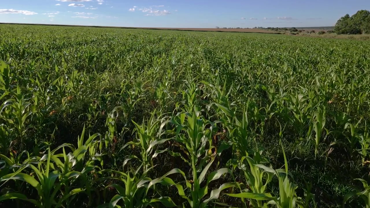 Giovani piantagioni di mais nel Nucleo Rurale Rio Preto, Planaltina, Brasília, Distretto Federale, Brasile, con densa coltivazione meccanizzata a file e agricoltura di cereali tropicali, ripresa aerea in avanti con drone