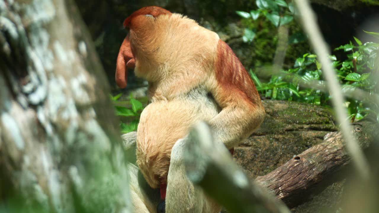 Una scimmia nasica maschio (Nasalis larvatus) che si gratta il corpo e si allontana usando tutte e quattro le zampe, ripresa ravvicinata di una specie di primate endemica dell'isola del Borneo.