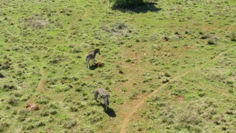 Drone-aerial-two-Zebra-walking-on-green-grass-in-the-wild-early-morning