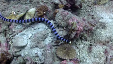 Sea-Snake-at-Koh-Tao-1