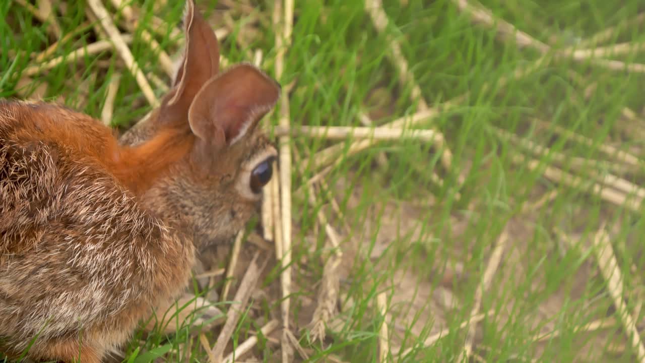 Close up of a cottontail rabbit eating green grass in the morning