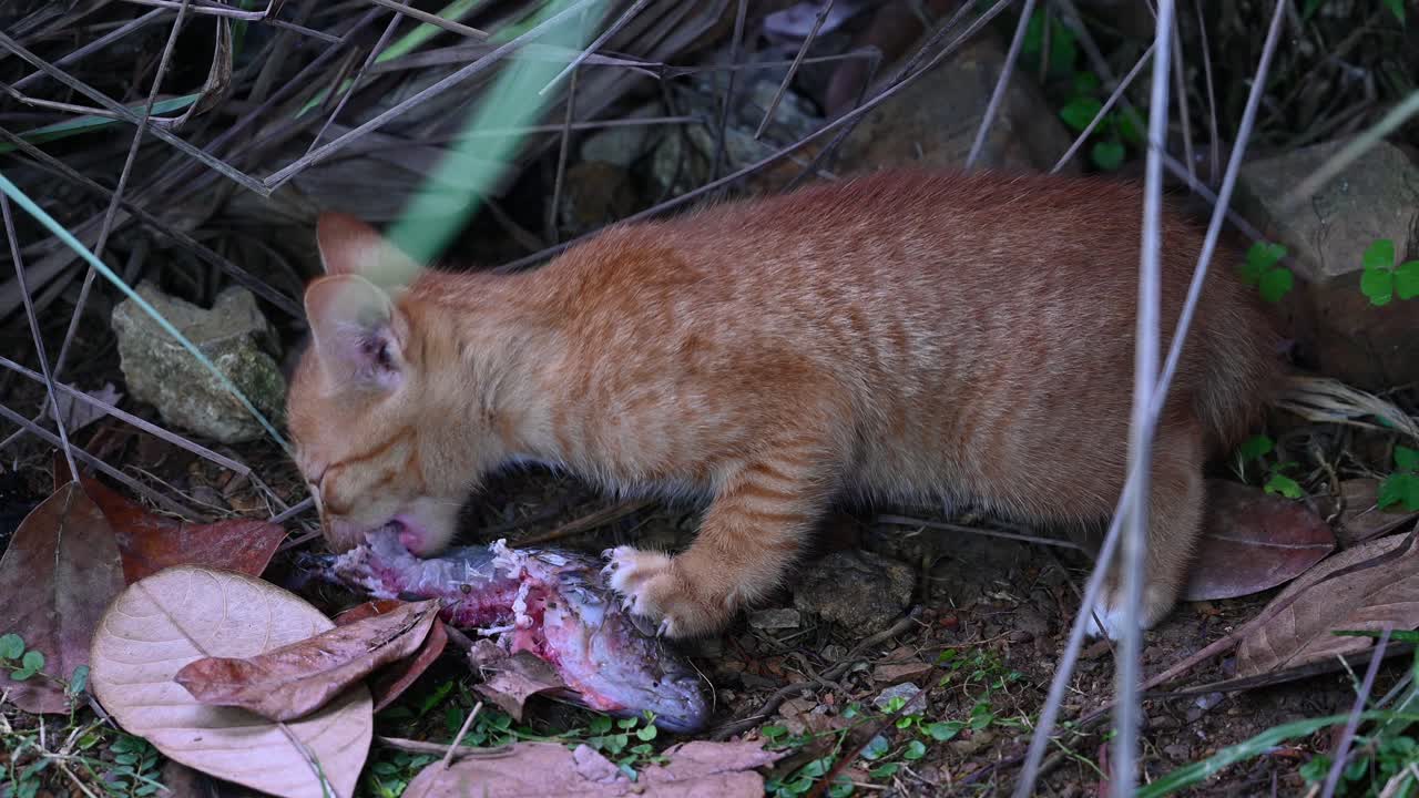 Gato Selvagem Comendo um Peixe