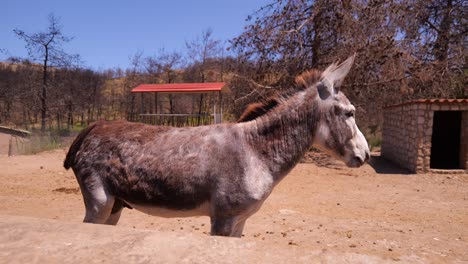 retrato de vista lateral de un burro parado detrás de una cerca en una granja rural