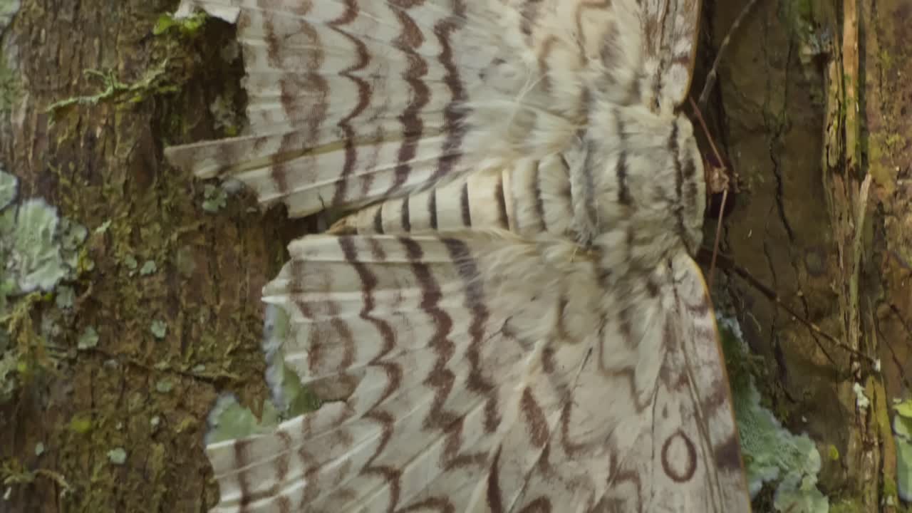 A large white witch moth rests on the side of a tree, top down panning shot