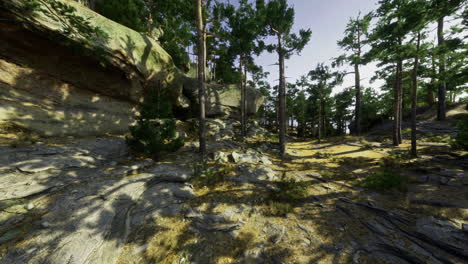 serene forest landscape with rocky terrain during bright daylight