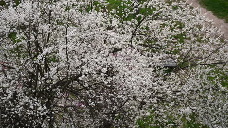 White spring blossoms above footpath and grass