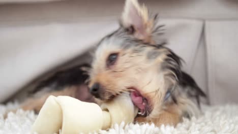 Süßer-Yorkshire-Terrier-Welpe,-Der-Auf-Einem-Knochen-Kaut