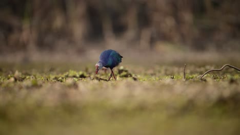 the  grey headed swamphen feeding