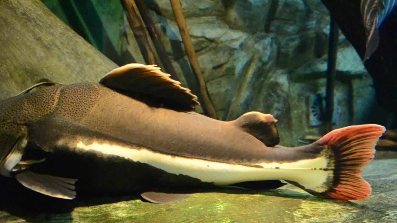 acquario con pesci