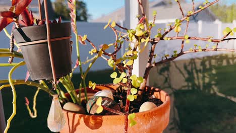 succulent plants in pots