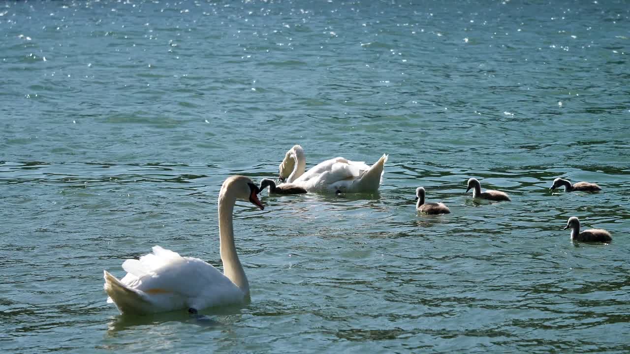 la familia de cisnes flota sobre una libra