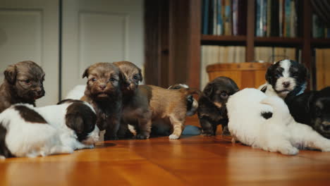 Tricky-Cat-Watches-As-Little-Puppies-Play