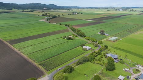 expansive agricultural landscape with sugar cane crops