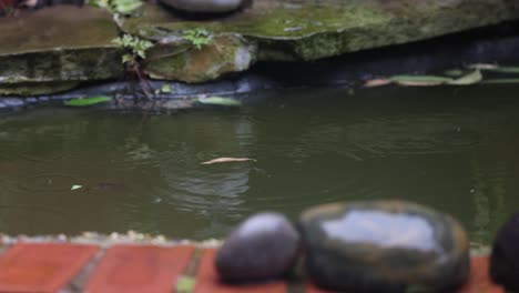 rain falling in garden pond, 50 fps