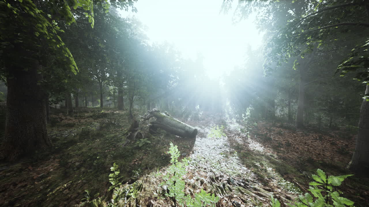 숲 나무 자연 녹색 나무 빛