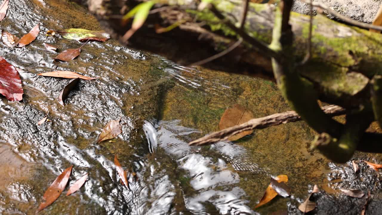 바위 와 쓰러진 잎 을 가로질러 아지는 물