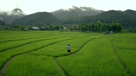 man walks through rice fields