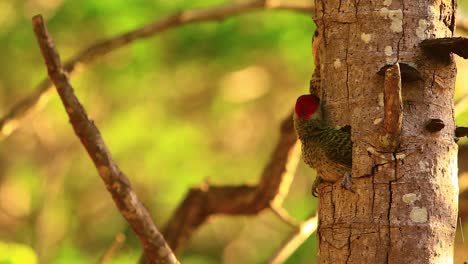 Hispaniolan woodpecker, being fed, mommy, daddy, woodpecker bird, baby woodpecker, woodpecker family, closeup shot in tree, cinematic, bokeh background, forest leaves, sunny, male, female bird closeup