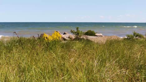 goldenrod and shoreline grasses gently blow in the breeze along a rocky shoreline